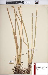 Eleocharis equisetoides image