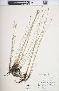 Eleocharis erythropoda image