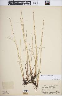 Eleocharis erythropoda image