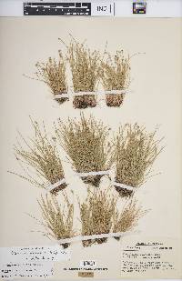 Eleocharis flavescens image