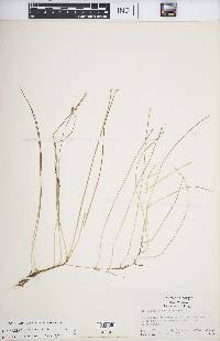 Eleocharis flavescens image