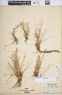 Eleocharis flavescens image