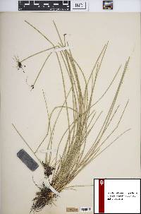 Eleocharis melanocarpa image