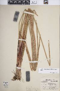 Eleocharis quadrangulata image