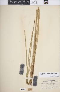 Eleocharis quadrangulata image