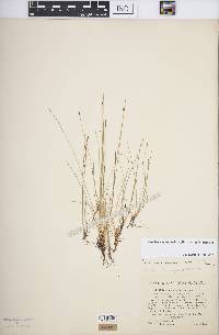 Eleocharis quinqueflora image