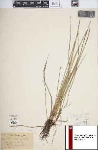 Eleocharis robbinsii image