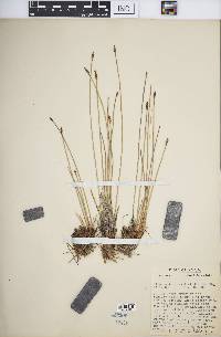 Eleocharis rostellata image