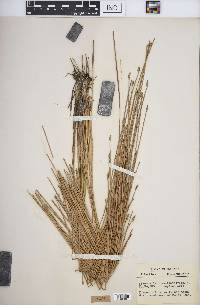 Eleocharis rostellata image