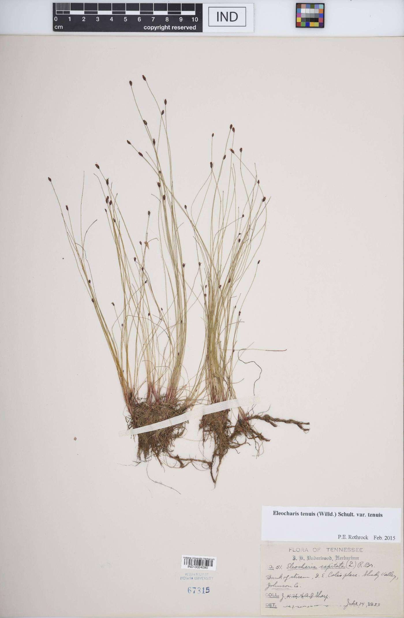Eleocharis tenuis var. tenuis image