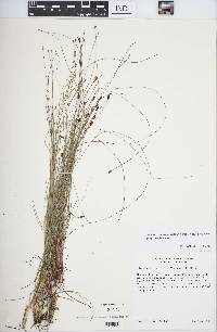 Eleocharis tenuis image