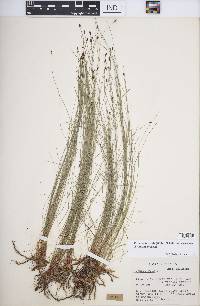 Eleocharis tenuis image