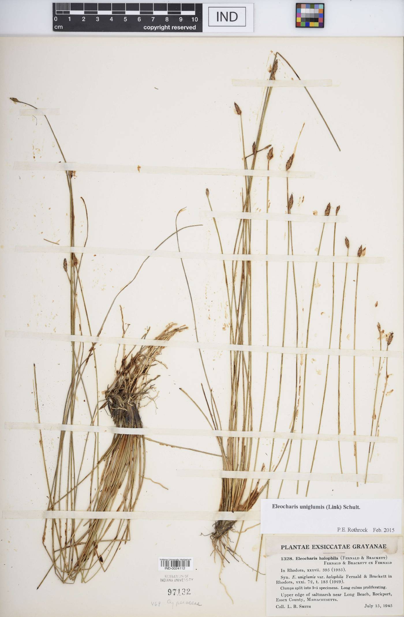 Eleocharis uniglumis image