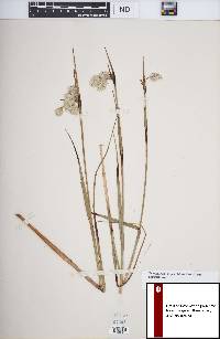 Eriophorum angustifolium image