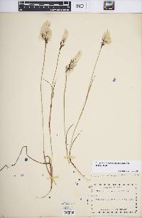 Eriophorum angustifolium subsp. angustifolium image