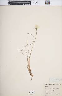 Eriophorum callitrix image