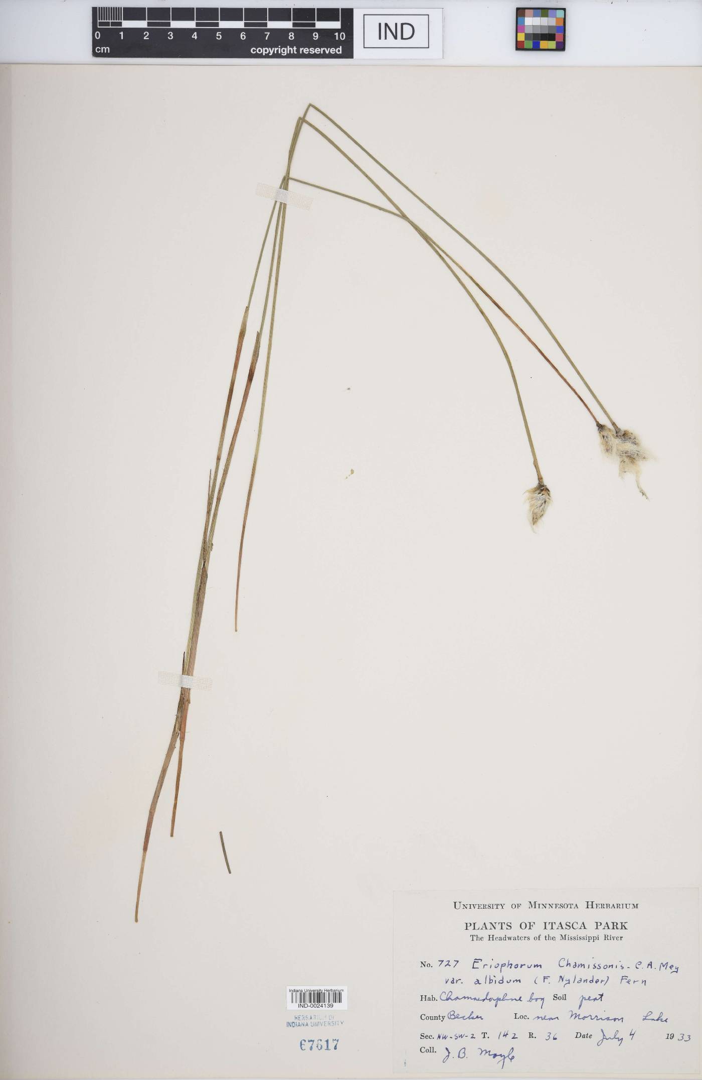 Eriophorum chamissonis var. albidum image
