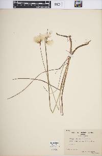 Eriophorum tenellum image