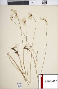 Eriophorum gracile image