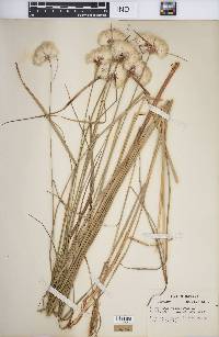 Eriophorum virginicum image