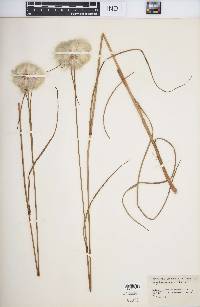 Eriophorum virginicum image