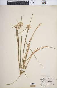 Eriophorum virginicum image