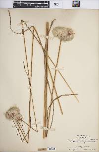 Eriophorum virginicum image