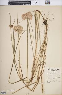 Eriophorum virginicum image