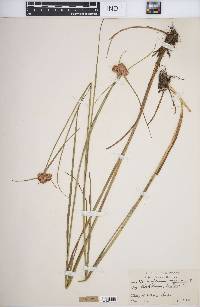 Eriophorum virginicum image