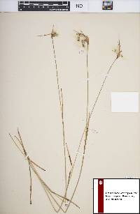 Eriophorum viridicarinatum image