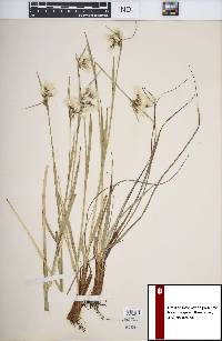 Eriophorum viridicarinatum image