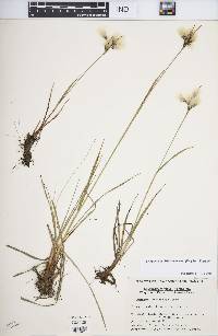 Eriophorum viridicarinatum image