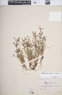 Fimbristylis annua image