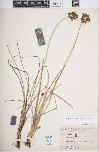 Fimbristylis caroliniana image