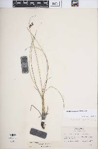 Fimbristylis castanea image