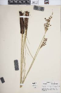 Fimbristylis castanea image