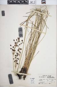 Fimbristylis castanea image