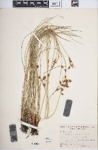 Fimbristylis castanea image