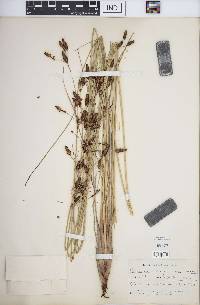 Fimbristylis castanea image