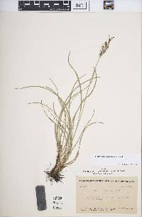 Fimbristylis dichotoma image