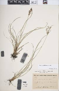 Fimbristylis dichotoma image