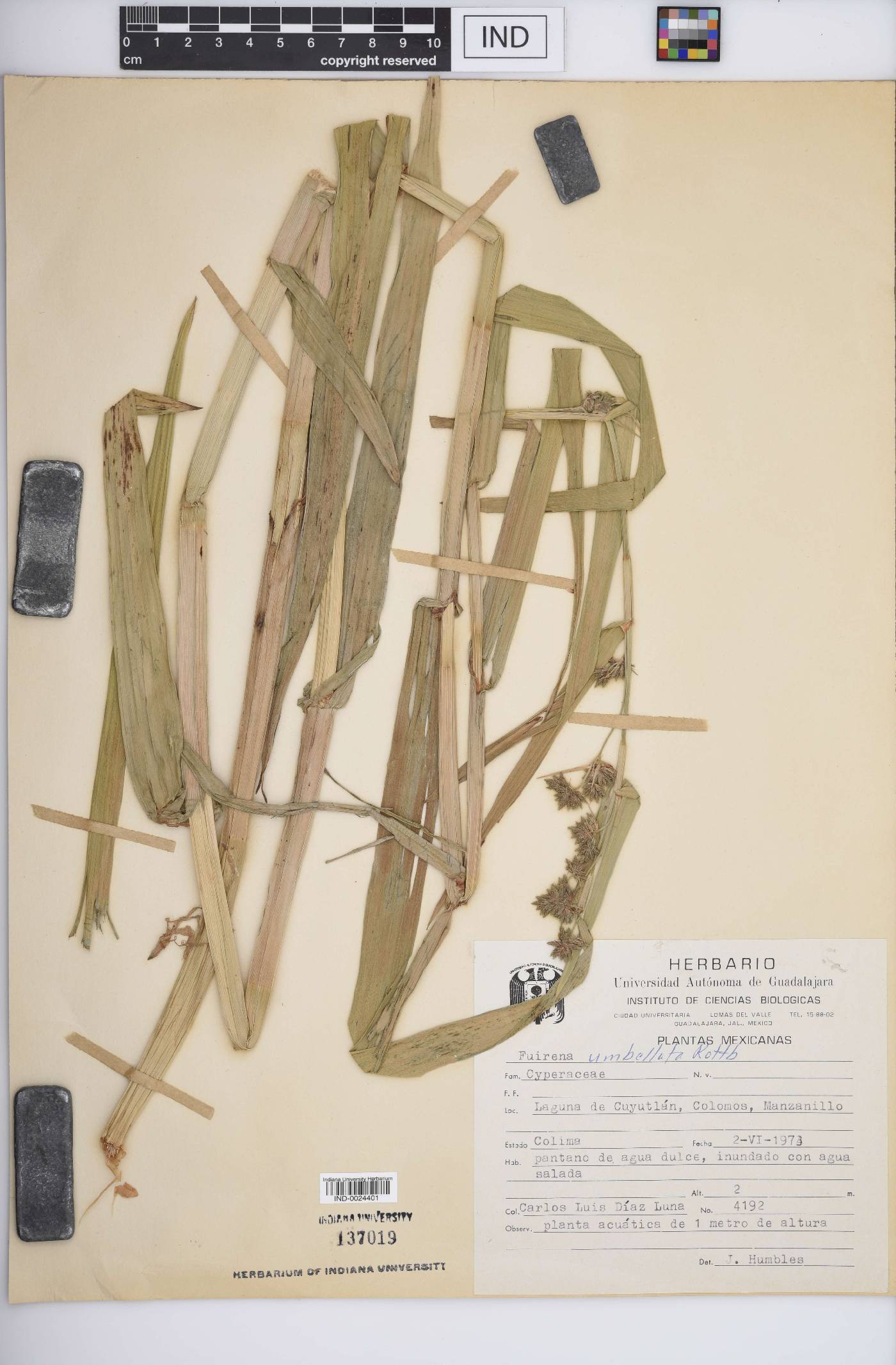 Fuirena umbellata image