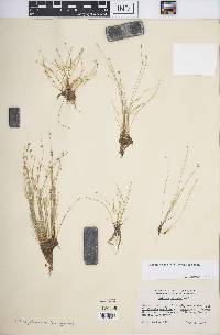 Isolepis cernua image