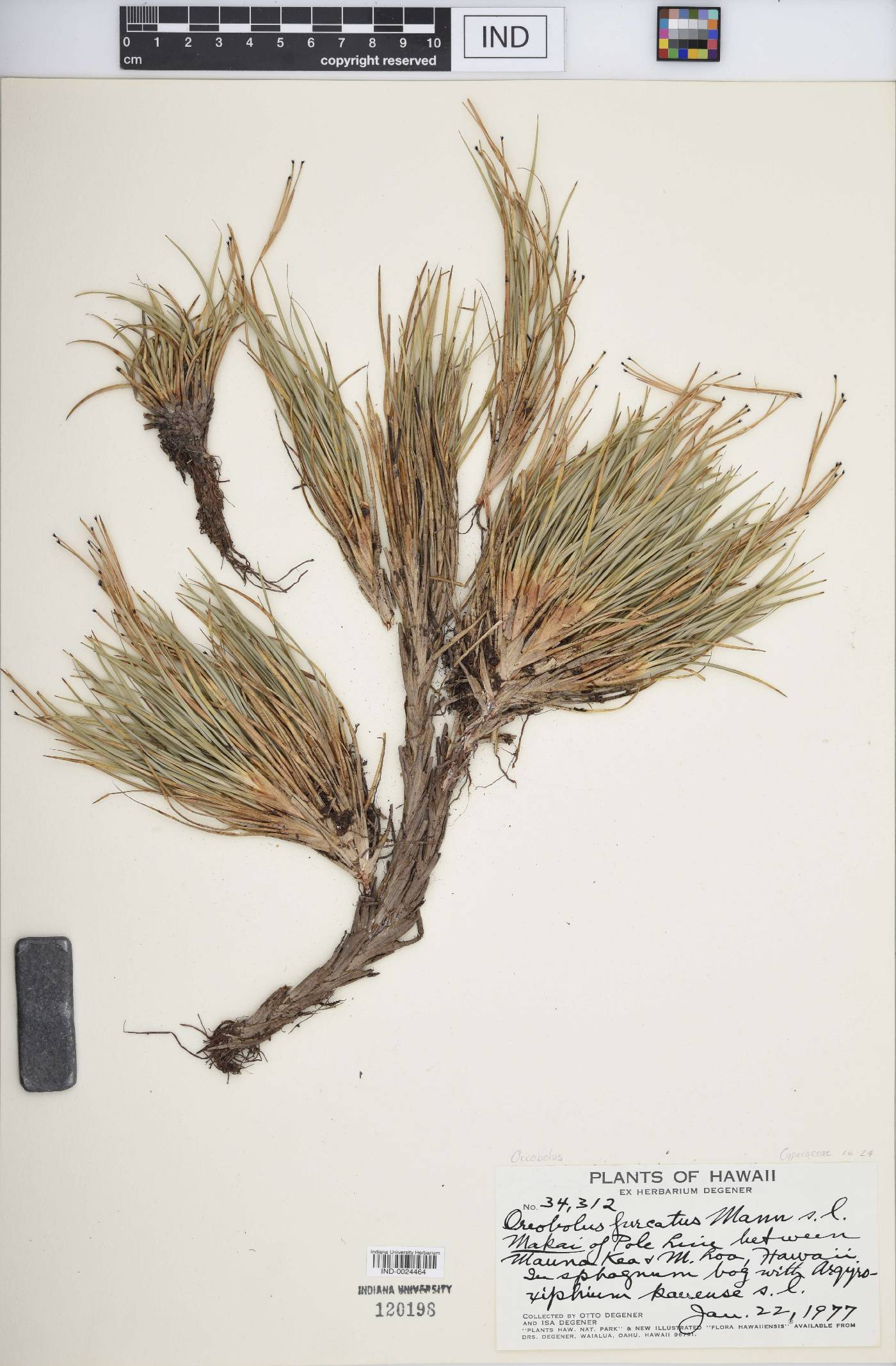 Oreobolus furcatus image