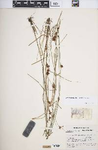 Rhynchospora capitellata image