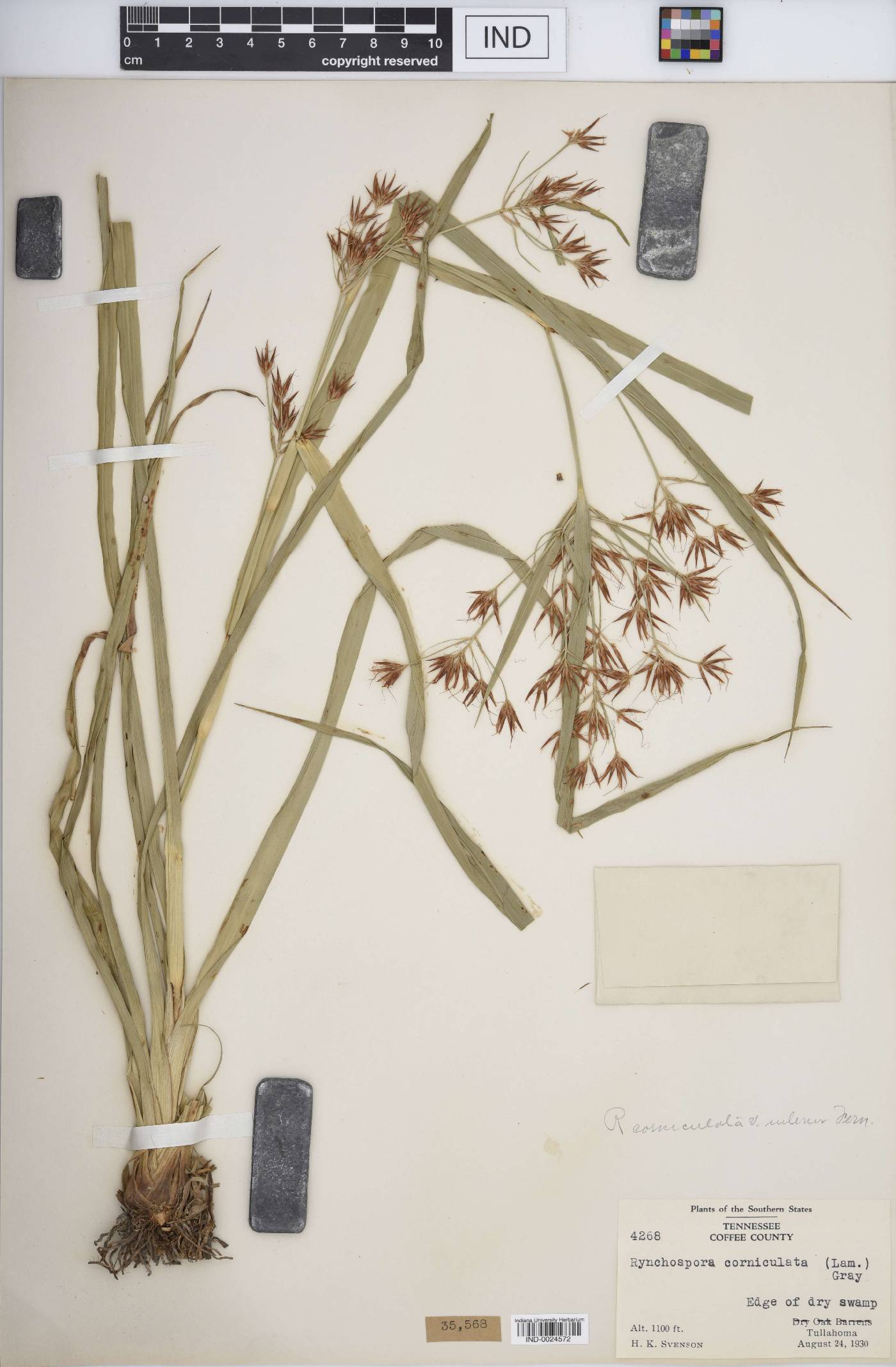 Rhynchospora corniculata var. interior image