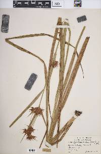 Rhynchospora corniculata image