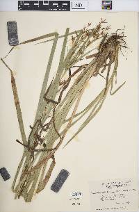 Rhynchospora corniculata image
