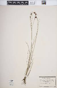 Rhynchospora filifolia image