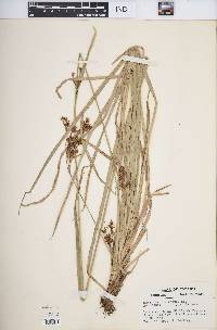 Rhynchospora caduca image